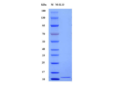 Mouse IL-13 Protein, His tag (Animal-Free) - SDS-PAGE电泳图