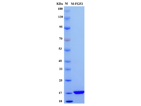 Mouse bFGF Protein - SDS-PAGE电泳图