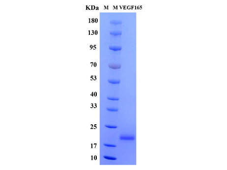 Mouse VEGF165 Protein - SDS-PAGE电泳图