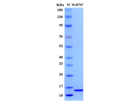 Mouse IFN-γ Protein - SDS-PAGE电泳图