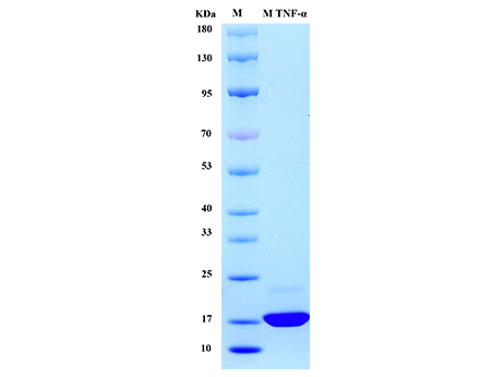 Mouse TNF-α Protein - SDS-PAGE电泳图