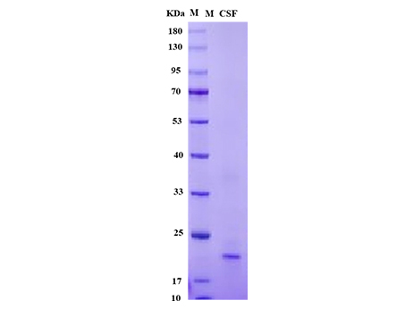 Mouse SCF Protein - SDS-PAGE电泳图