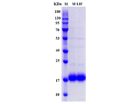 Mouse LIF Protein, C-His tag - SDS-PAGE电泳图