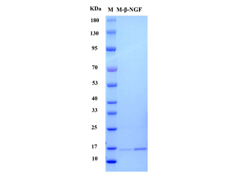 Mouse β-NGF protein - SDS-PAGE电泳图