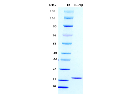 Mouse IL-1β Protein - SDS-PAGE电泳图
