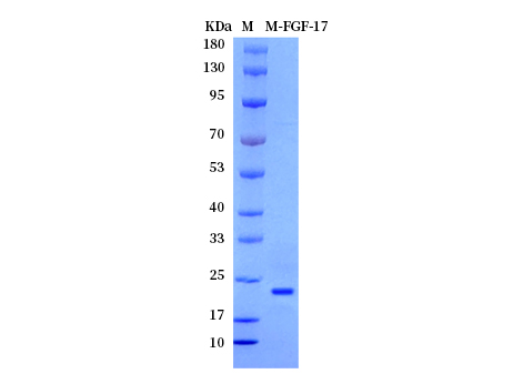 Mouse FGF-17 protein - SDS-PAGE电泳图