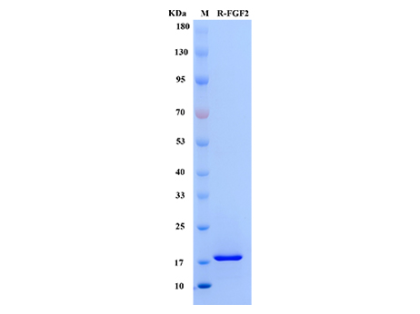 Rat bFGF Protein - SDS-PAGE电泳图