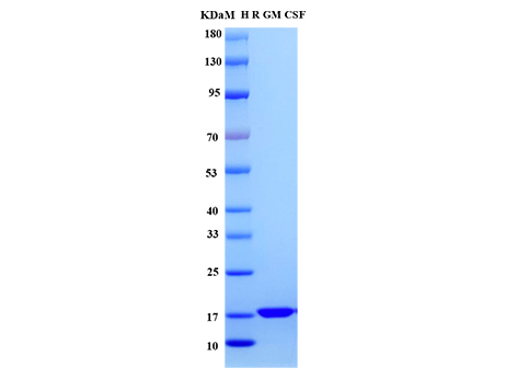 Rat GM-CSF Protein, His tag - SDS-PAGE电泳图