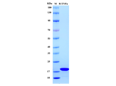 Rat TNF-α Protein - SDS-PAGE电泳图