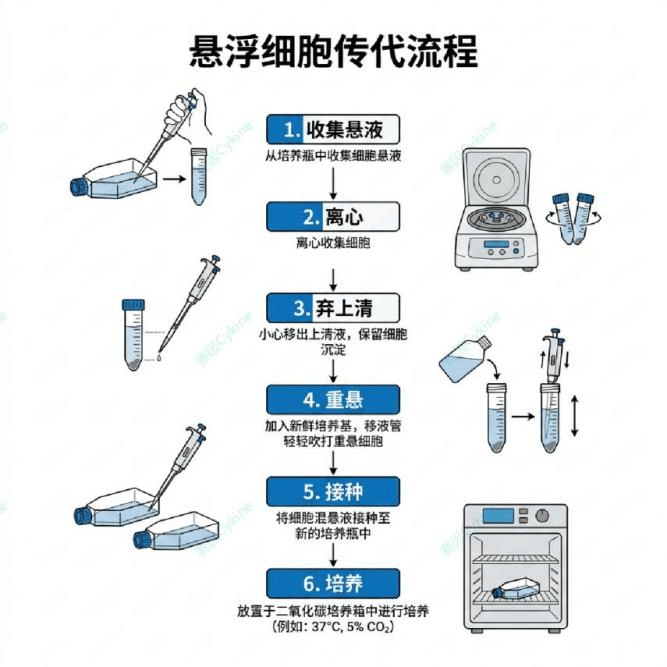 【干货分享】超全细胞培养实操指南｜细胞传代+细胞冻存流程，新手上手超容易