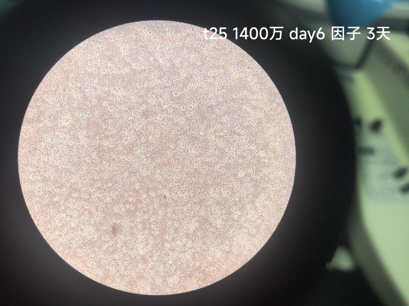 武汉大学医学研究院客户实验结果