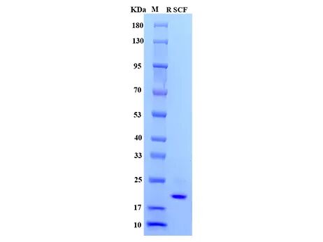 Rat SCF SDS-PAGE 纯度验证