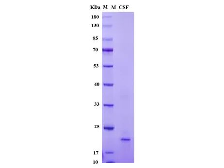 Mouse SCF SDS-PAGE 纯度验证